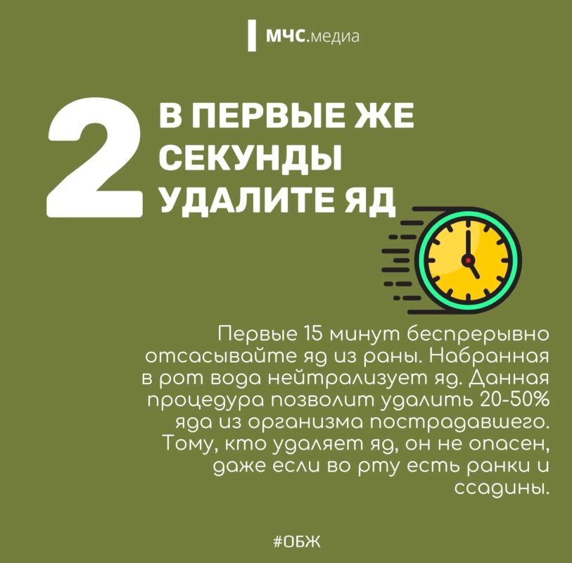 Змеиный этикет: как вести себя при встрече с пресмыкающимся Змеиный этикет: как вести себя при встрече с пресмыкающимся