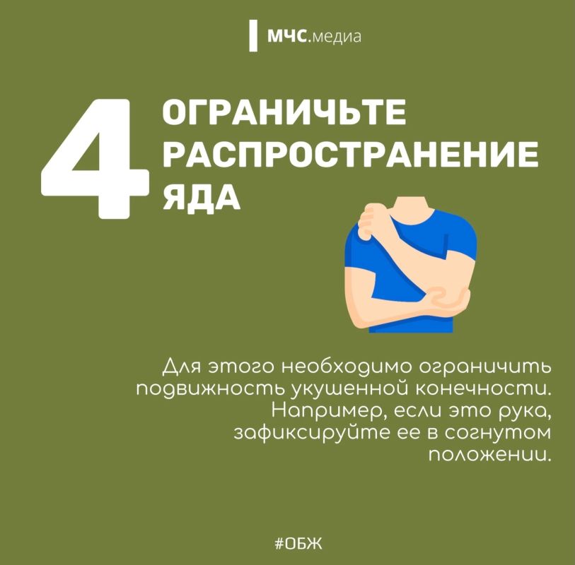 Змеиный этикет: как вести себя при встрече с пресмыкающимся Змеиный этикет: как вести себя при встрече с пресмыкающимся