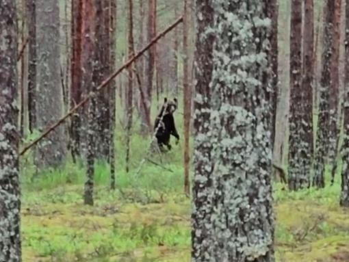 В России фиксируют серию нападений медведей-людоедов
