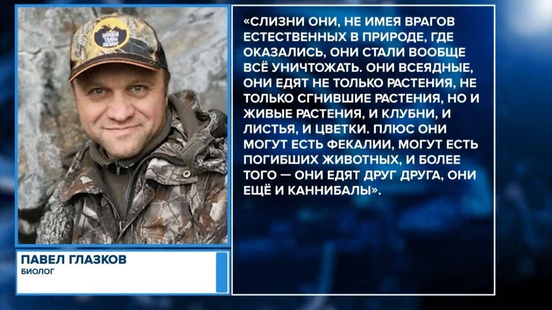Псковская область столкнулась с нашествием слизней! Псковская область столкнулась с нашествием слизней!