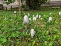 Какие грибы нельзя есть без специальной обработки