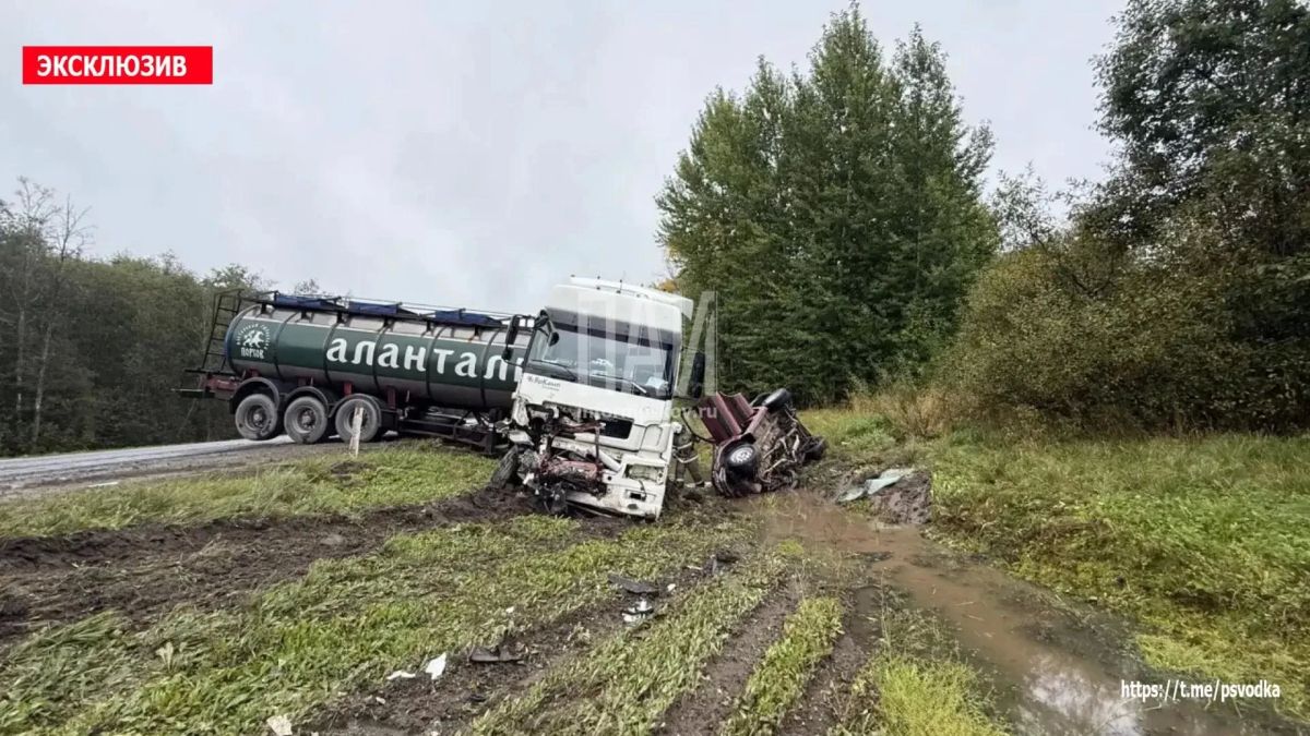 Две собаки погибли в ДТП с молоковозом в Плюсском районе Две собаки погибли в ДТП с молоковозом в Плюсском районе