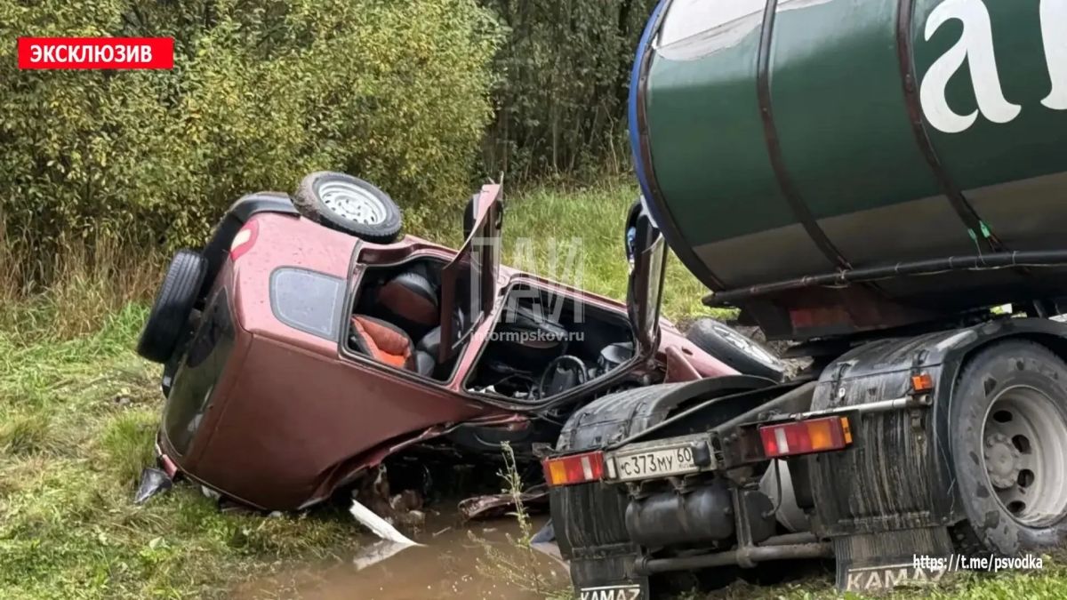 Две собаки погибли в ДТП с молоковозом в Плюсском районе Две собаки погибли в ДТП с молоковозом в Плюсском районе
