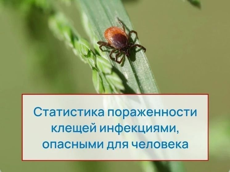 В 2026 году в лабораториях Псковской инфекционной больницы исследовали 1831 клеща