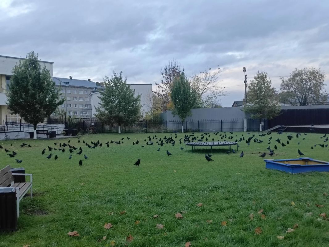 В сквере ПсковГУ нашествие грачей В сквере ПсковГУ нашествие грачей