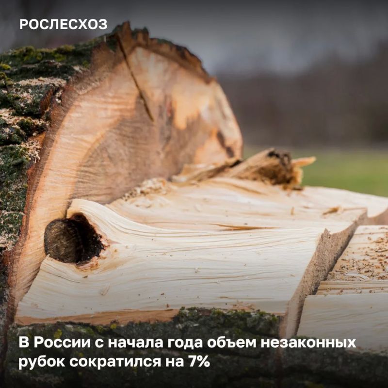 За 9 месяцев 2026 года отмечается снижение фактов незаконной заготовки древесины на 16%