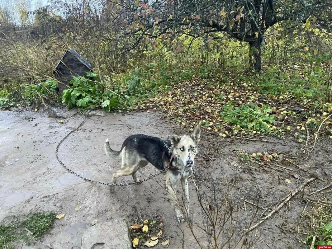 Полиция 30 октября изымет животных у нерадивых хозяев Полиция 30 октября изымет животных у нерадивых хозяев