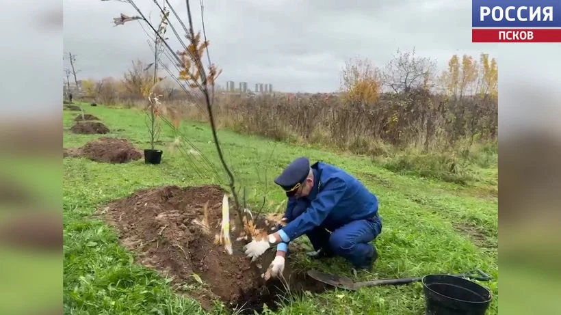 В парке 300-летия прокуратуры в Пскове высадили новые деревья