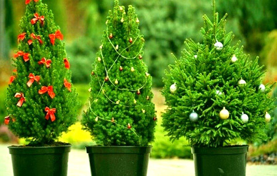 Хвойные подарки на Новый год: как выбрать идеального зелёного спутника
