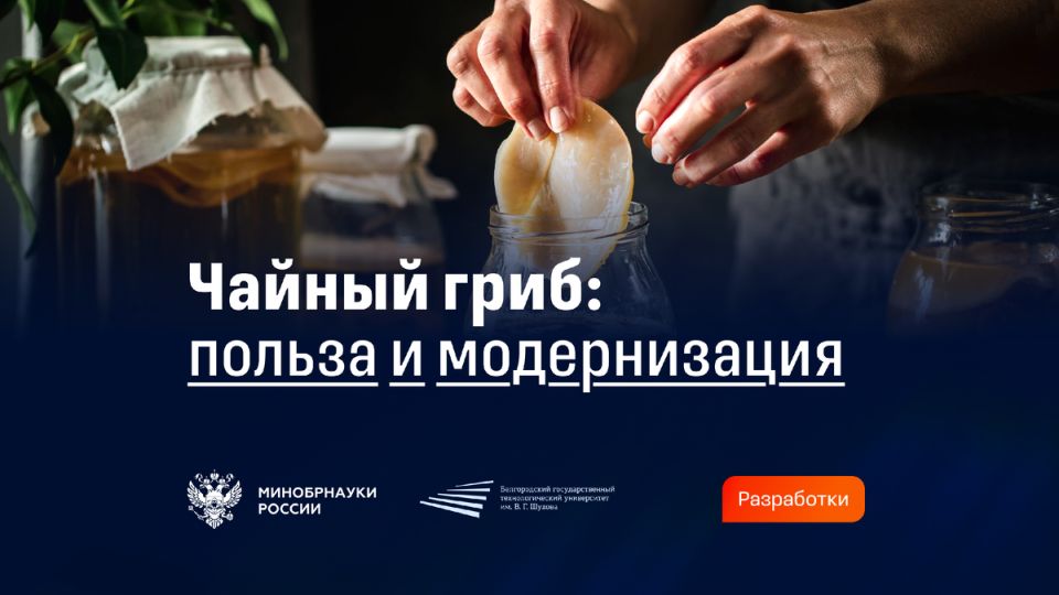 Чайный гриб: новый взгляд на древний напиток и его полезные свойства