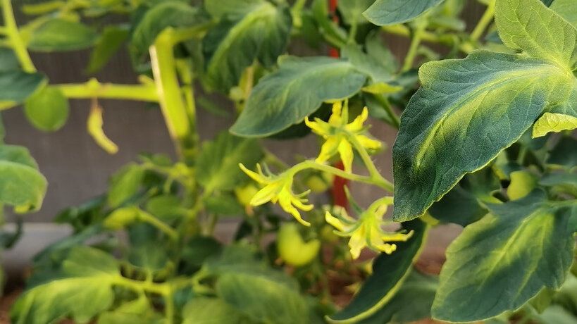 Как обеспечить отличный урожай томатов: секреты подкормки во время цветения