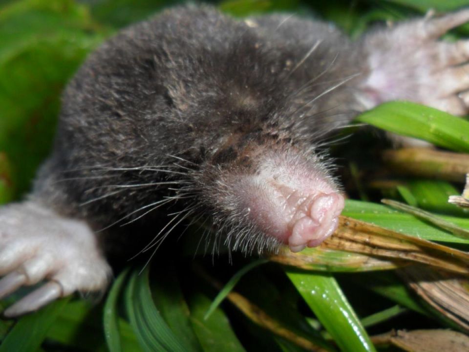 Кроты: как вернуть участок к жизни