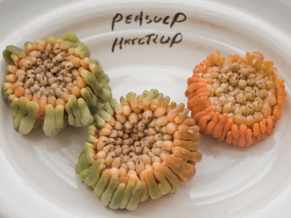 Секреты успешного огорода: как правильно заготовить семена томатов и перцев