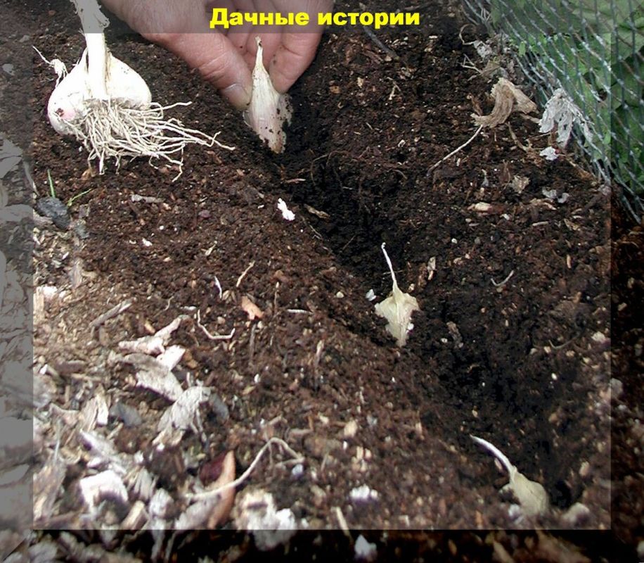 Посадка озимого чеснока: советы и рекомендации