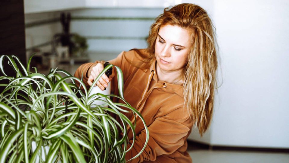 Навсегда забудете о сухих кончиках листьев у хлорофитума: соблюдайте 3 правила