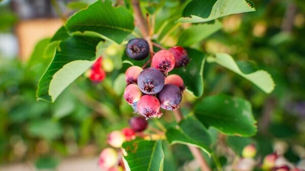 Ирга: маленькая ягода с огромной пользой – все, что нужно знать