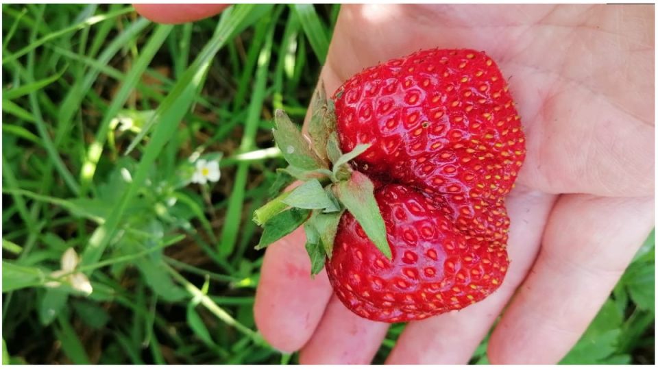 Почему листья клубники — залог успеха