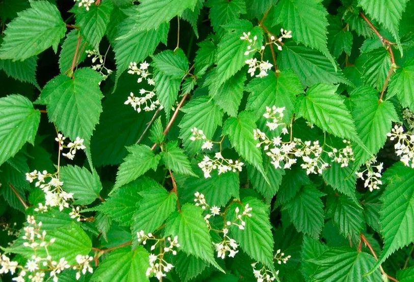 Стефанандра: очарование, которое заворует сердца садоводов