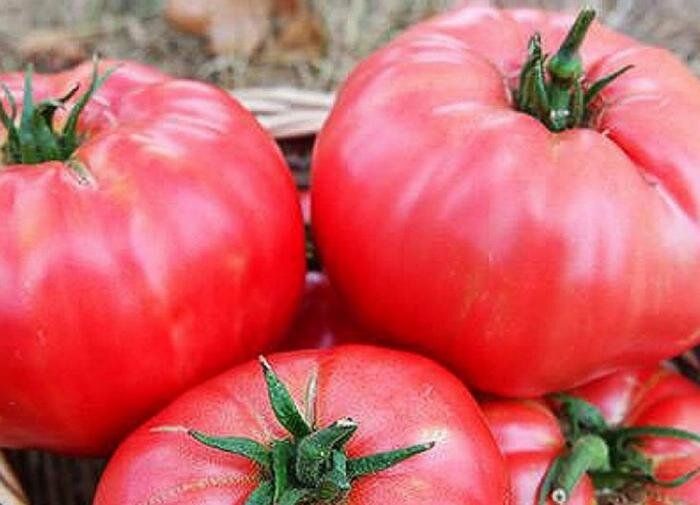 Томаты для каждого сезона: выбираем лучшие сорта для вашего сада