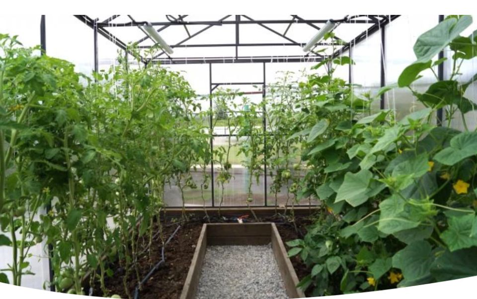 Июльский уход за огурцами: секреты полива, подкормки и защиты культуры