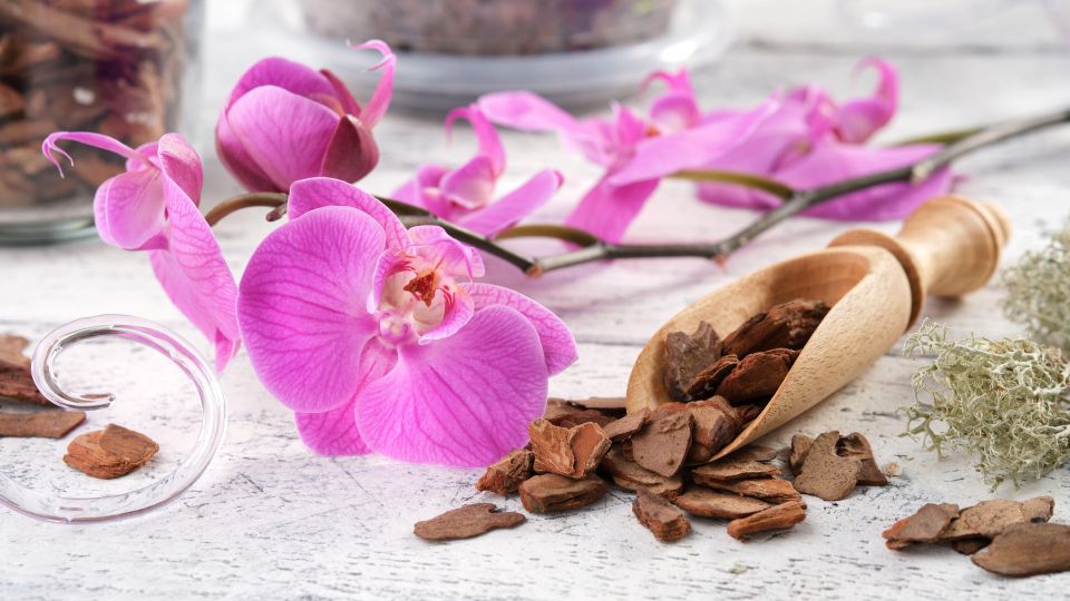 Орхидея разразится массой новых бутонов: раз в два месяца поливайте ее этим раствором
