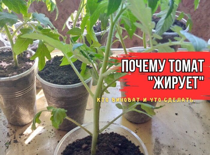 Как помочь томатам избежать избыточного роста: секреты агрономов