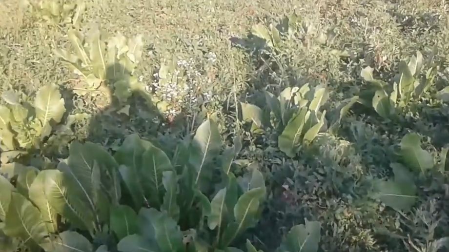 Как эффективно победить хрен на дачном участке: проверенные методы