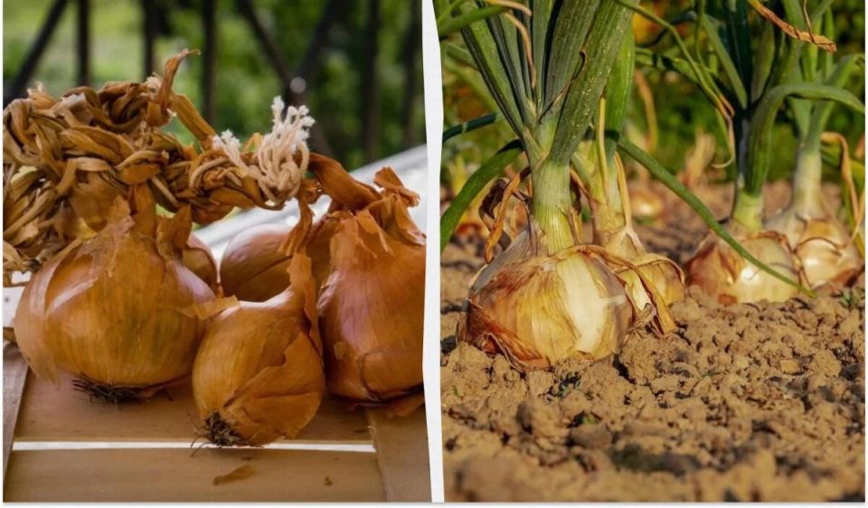 Как выбрать идеальный сорт озимого лука для вашего сада