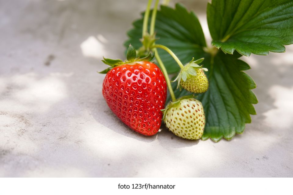 Осенняя уборка на даче: как избежать штрафов и сделать правильный выбор в утилизации