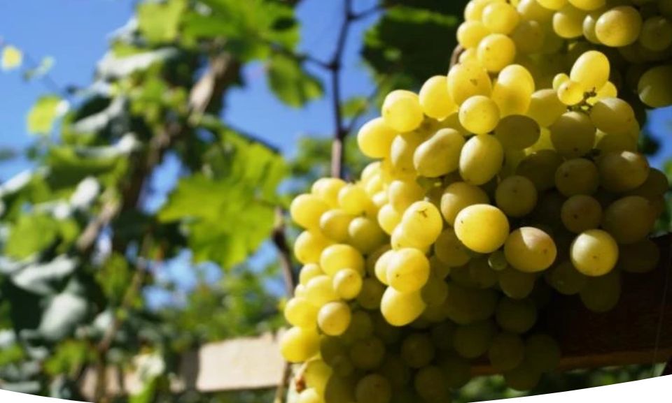 Поддержание здоровья виноградника: летняя обрезка и уход