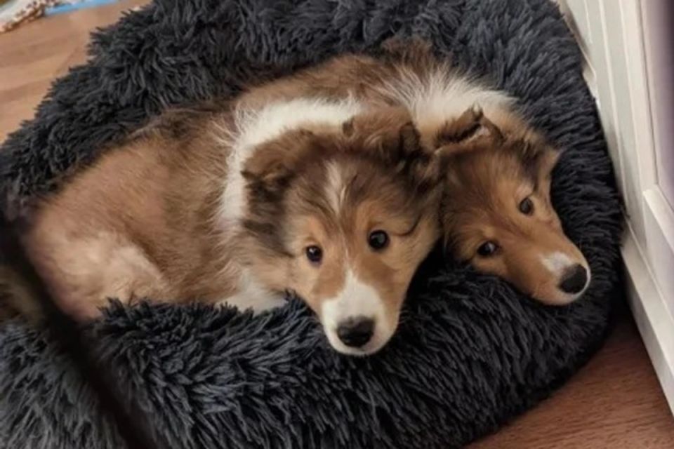 ����������, ������� ��������� ������ ��� ������