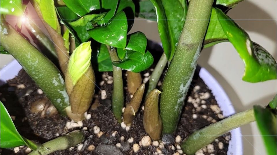 ������� ���������� ����� ������� � �������������