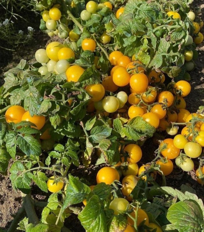 ����� �������: ������� ����� ��� ��������� ���������