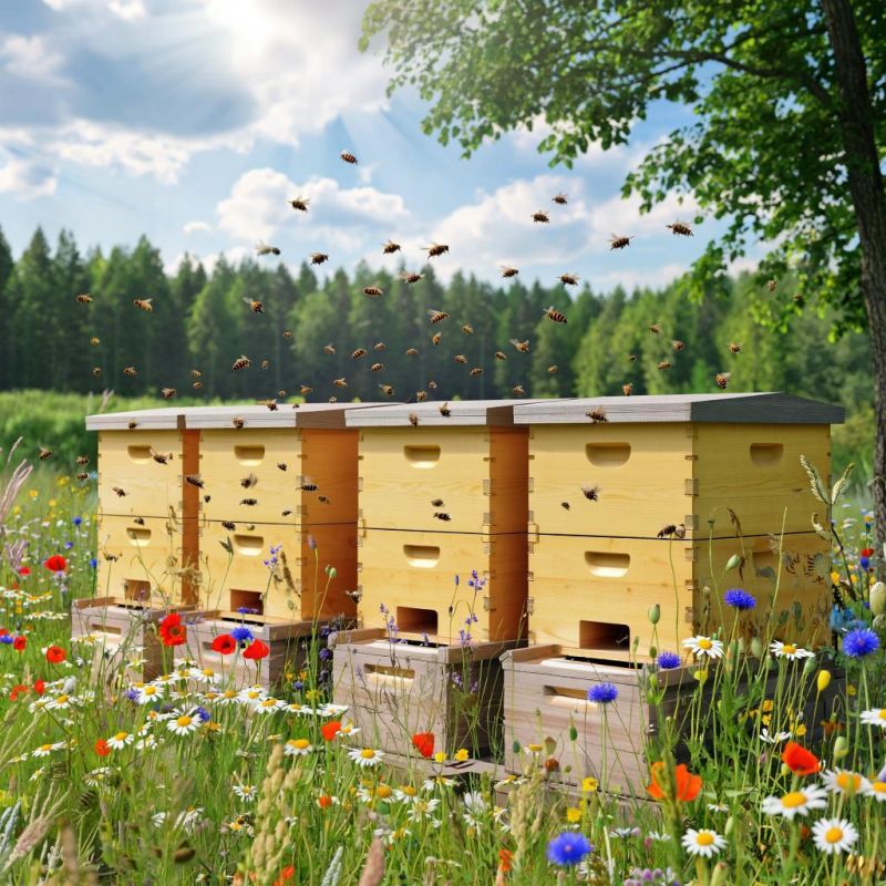 ��� �������� ���� ������: ������� ��������� ������������