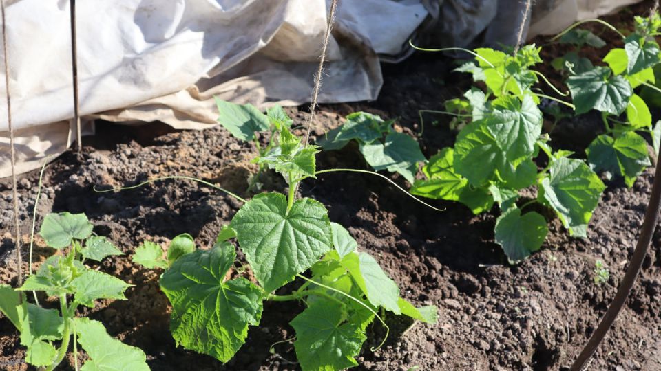 �������� ��� ������: ��� ������� ��� ������ �������� ������?