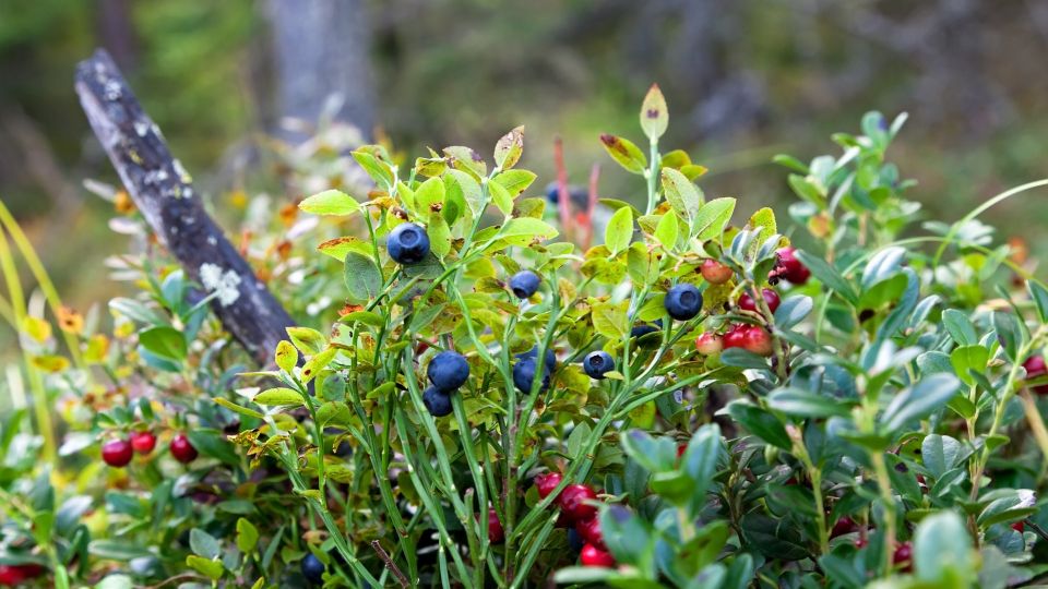 � ���� ������ ������ ������ ����� ���������: ����������� ���������� ��� �� ����