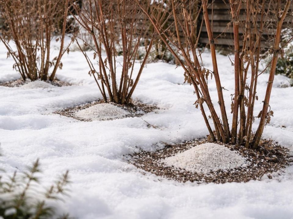 ��� �������� ������ �������� ����: ������������ ��������� �� ������������ �����