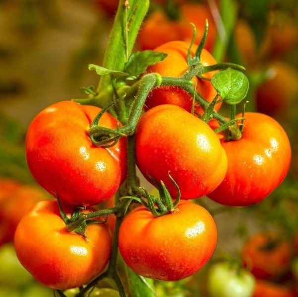 ����� ������: ������������� ����� ��� ������ �������