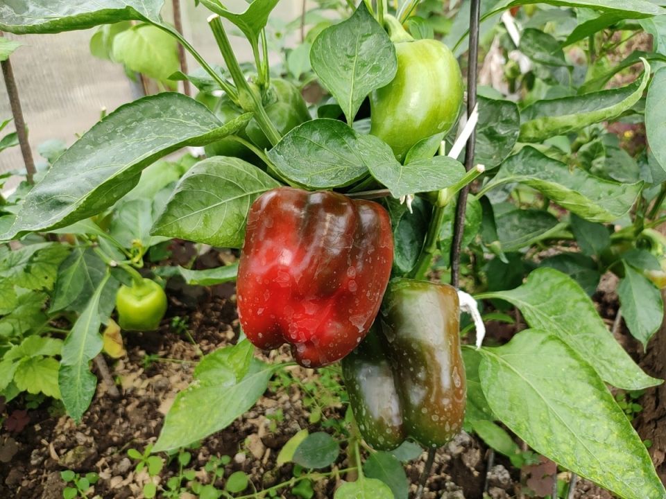 ������������ �����: ������� ��� ������� ������ � �������� ������