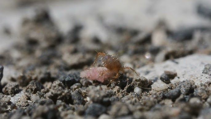 ������� �������� �������: ��������, ��������� � ������������ �� ��������� ����������