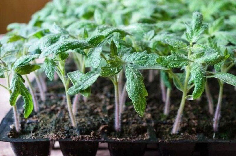 ��� ������� ������ � ������������ ������ �������� ������� ����� ������