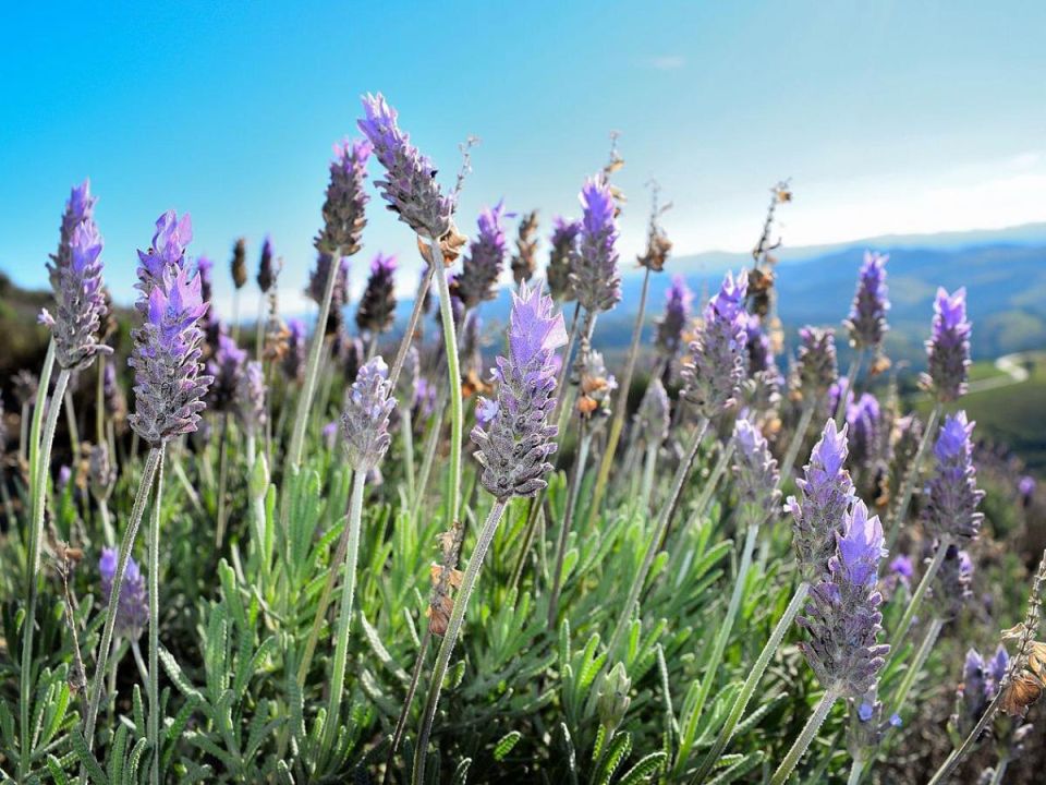 ������ ��� ������: ��� ������������ ��������� ������� ������������� �����