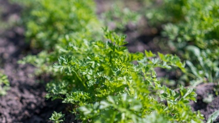 Как подзимний посев превращает пустые грядки в зелёный ковёр