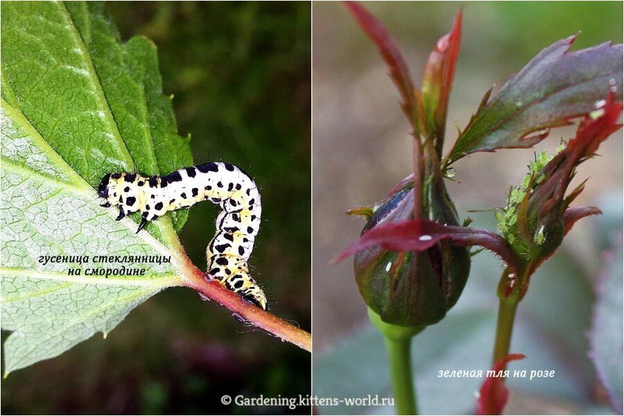 Как безопасно избавиться от вредителей и болезней в саду и огороде