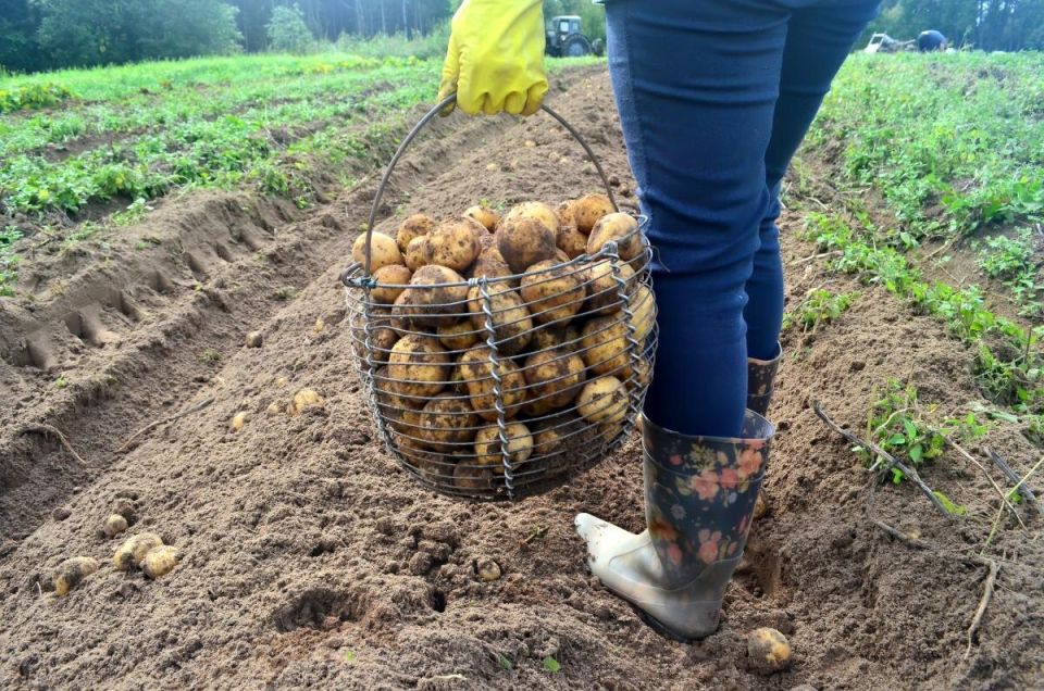 ����� ���������: ����� �������� ��������� ������� ������