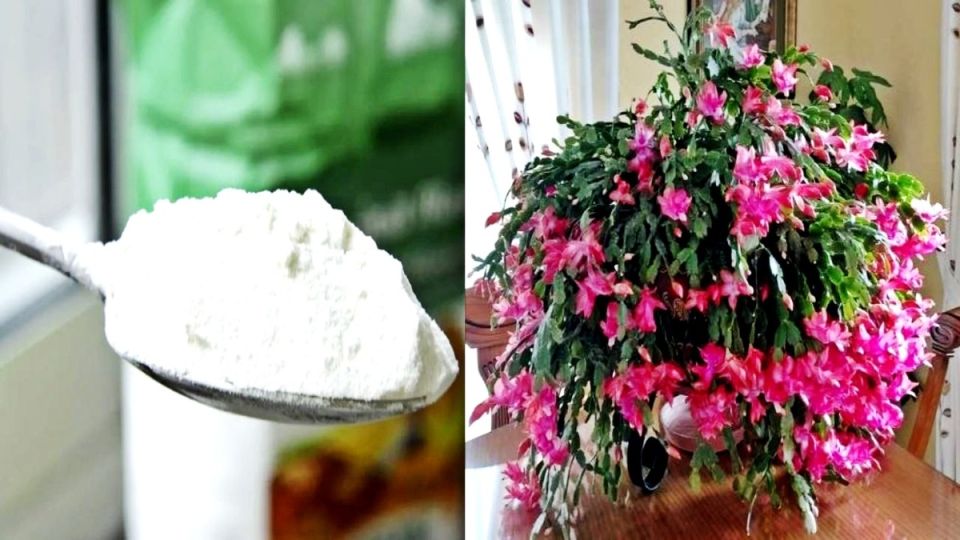 Как добиться пышного цветения декабриста с помощью простого удобрения