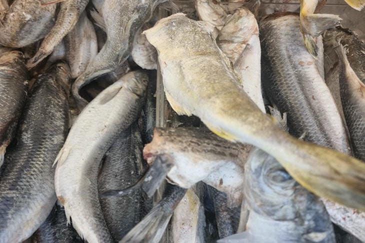 ������ ������ ������� ��� ������� ��������: ����������� ������� ������������� �� 15 �����