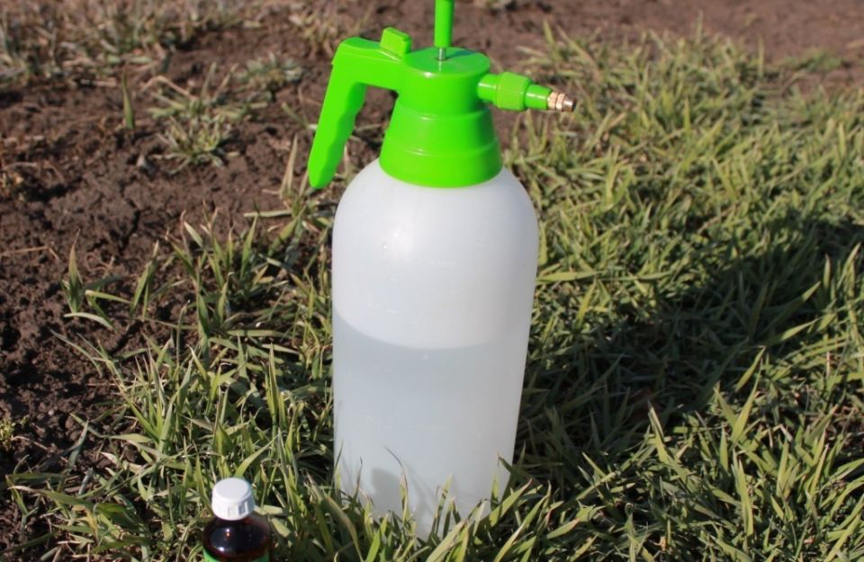 Как успешно защитить сад: секреты приготовления растворов для опрыскивания