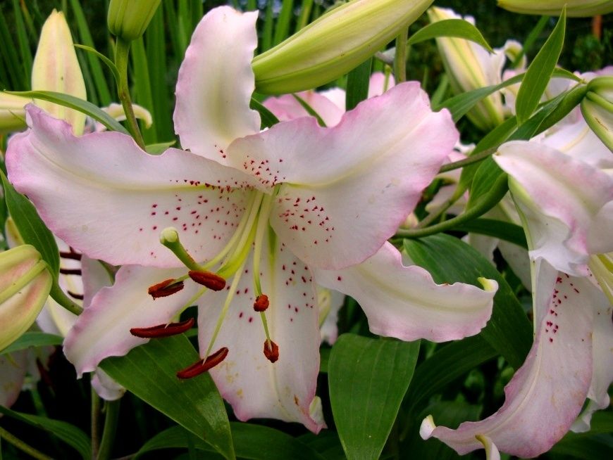 ������� ������: ��� ��� ��������� ����� ��������