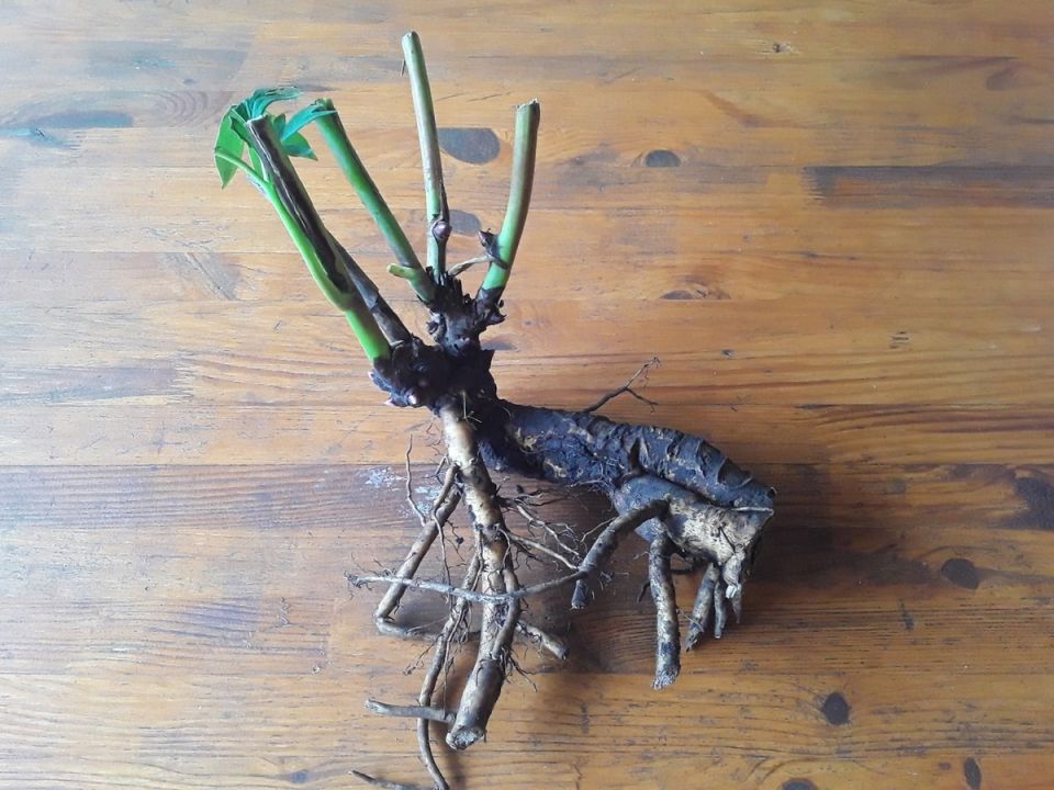 ������ ������������ � ���-������� �� ��������� ��������?